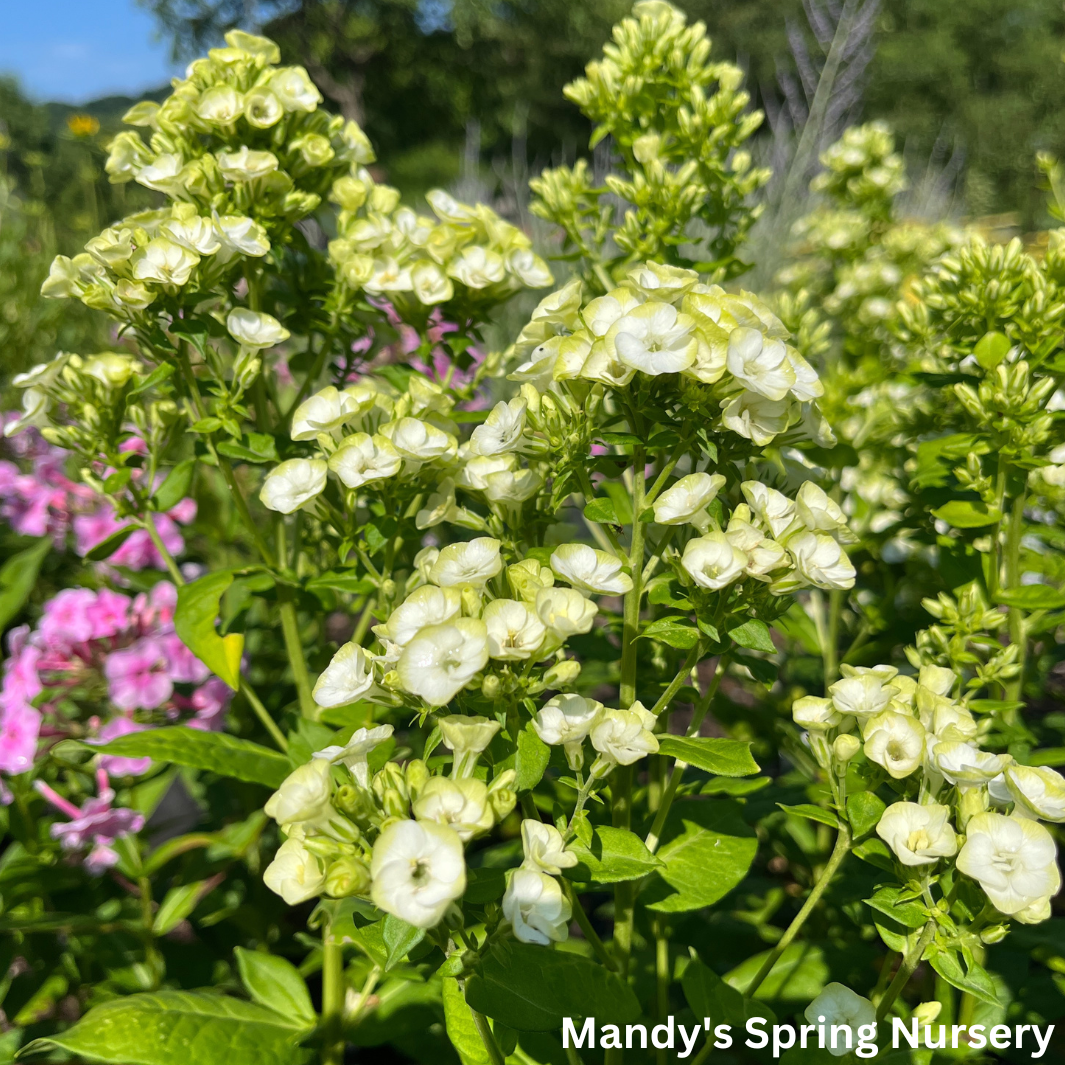 'Orchid Green' Tall Garden Phlox