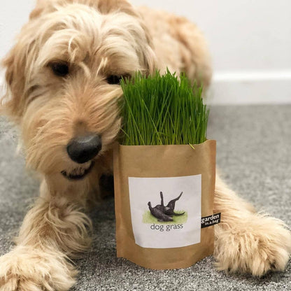 Garden in a Bag | Dog Grass | Spring Pet Treat Gift