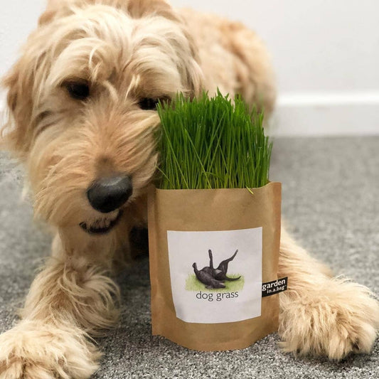 Garden in a Bag | Dog Grass | Spring Pet Treat Gift