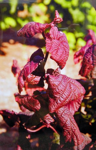 Red Dragon European Filbert | Corylus avellana contorta 'Red Dragon' PP20,694