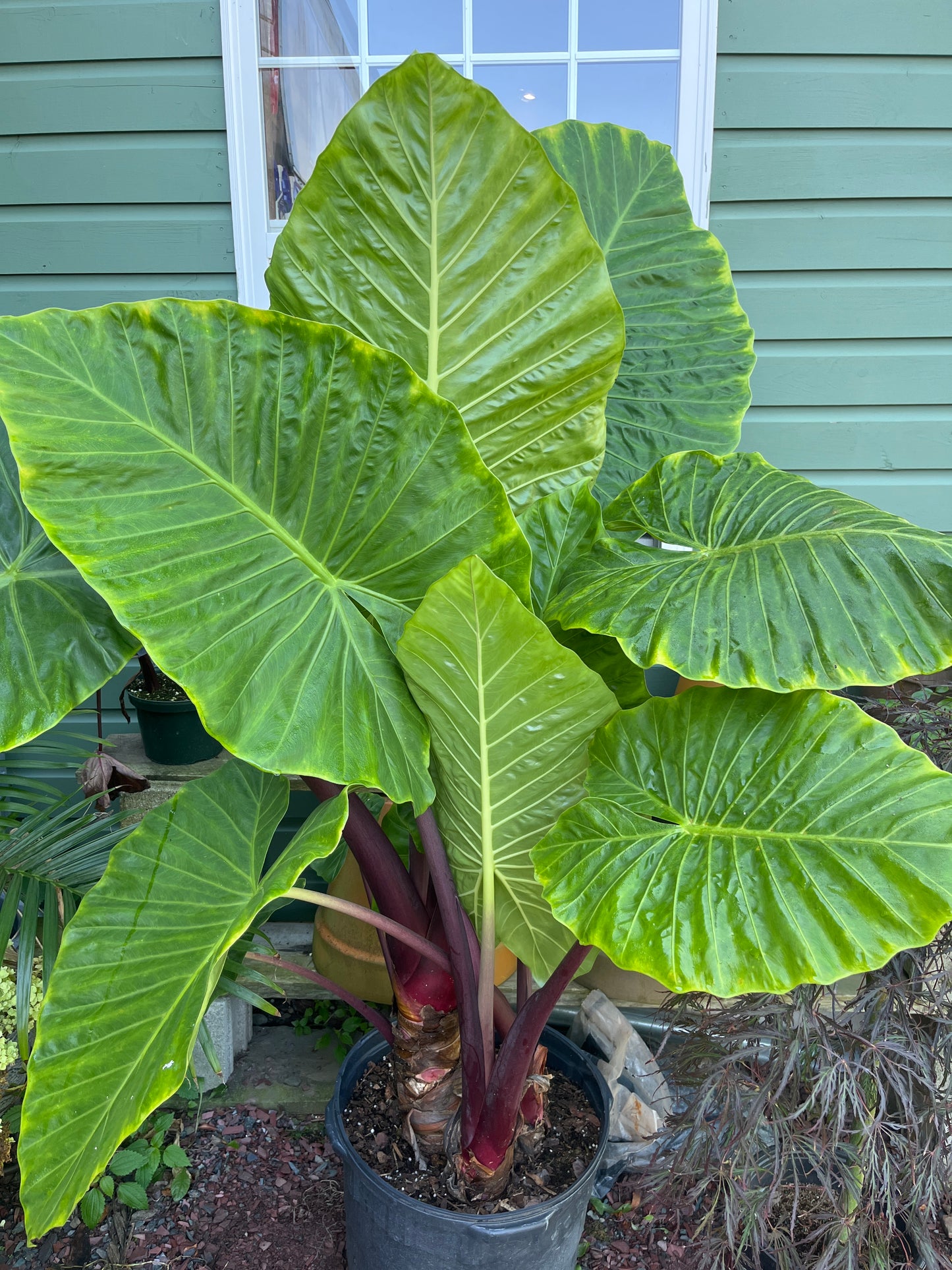 Mandy's Indoor Plants