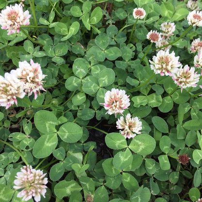 Garden in a Bag Good Luck Clover | Wedding & Graduation