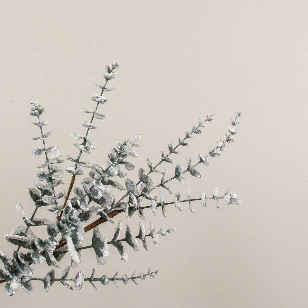 26" SNOWY EUCALYPTUS SPRAY