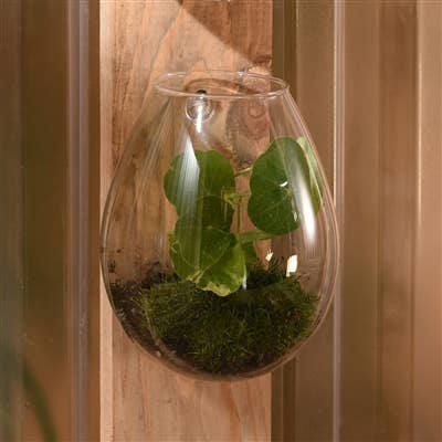 Sole Wall Terrarium, Glass - Lrg