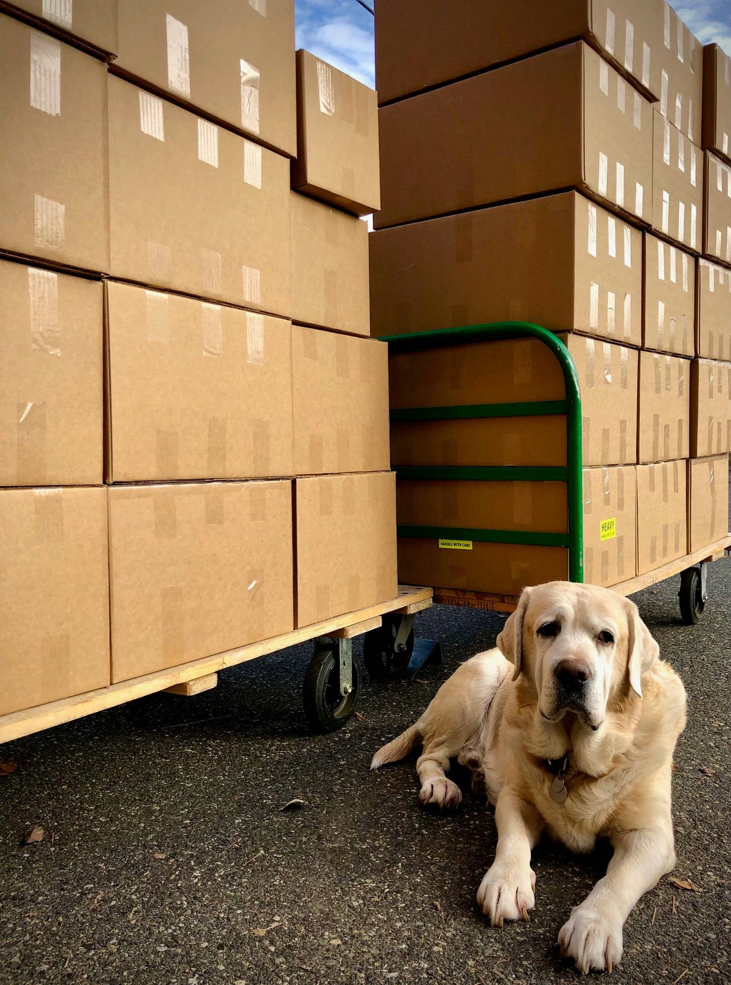 Garden in a Bag | Dog Grass | Spring Pet Treat Gift