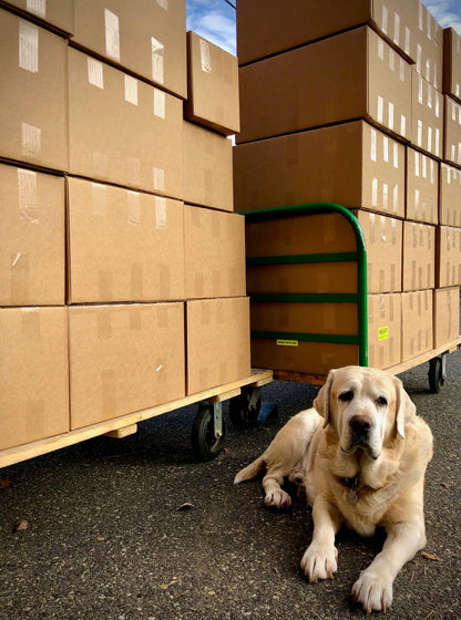 Garden in a Bag | Dog Grass | Spring Pet Treat Gift