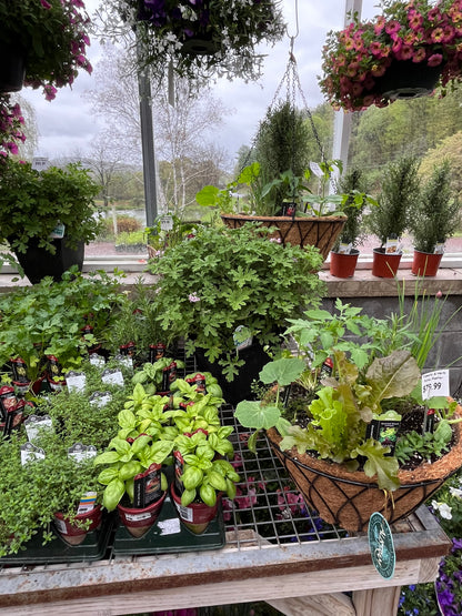 Herbs Assorted