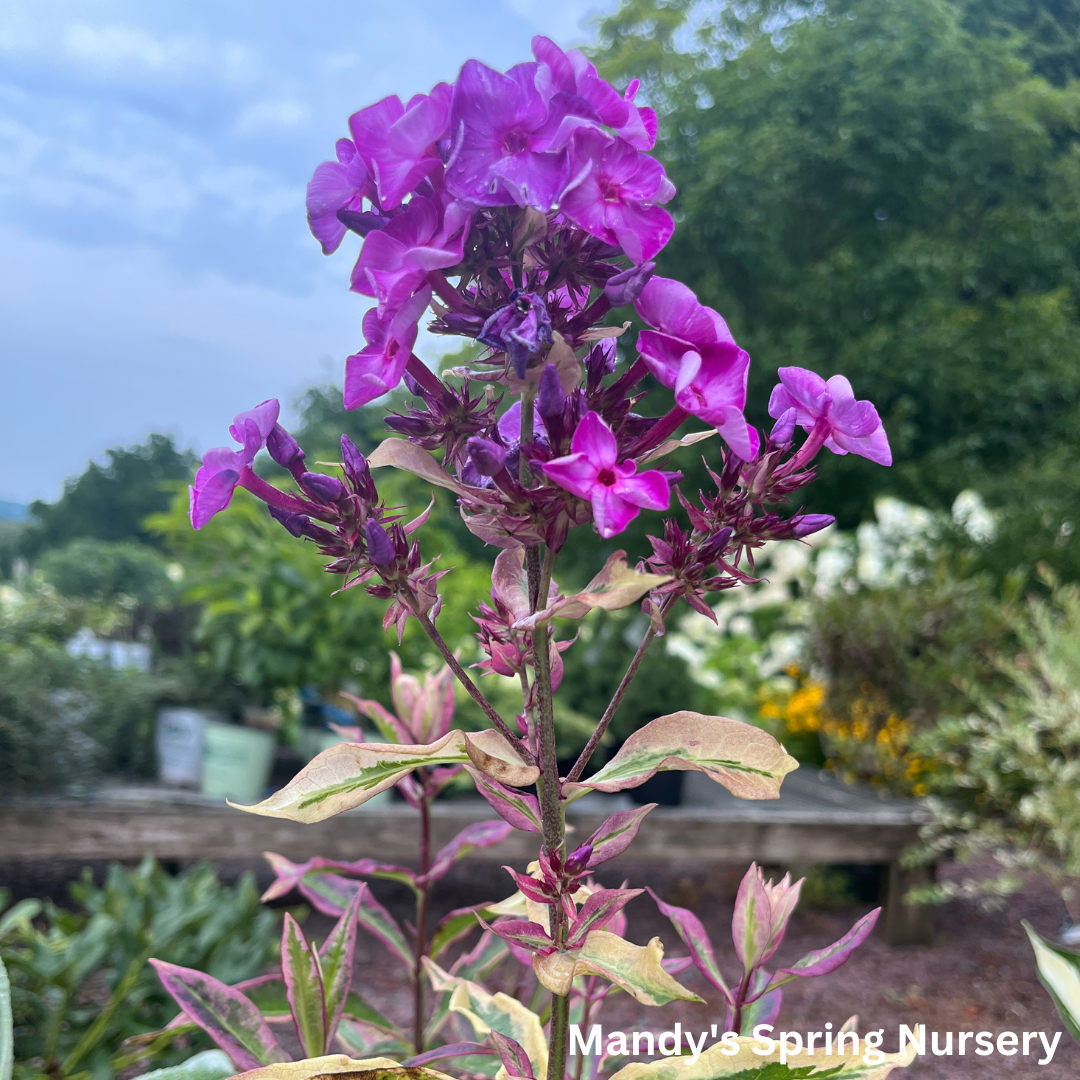 'Olympus' Tall Garden Phlox