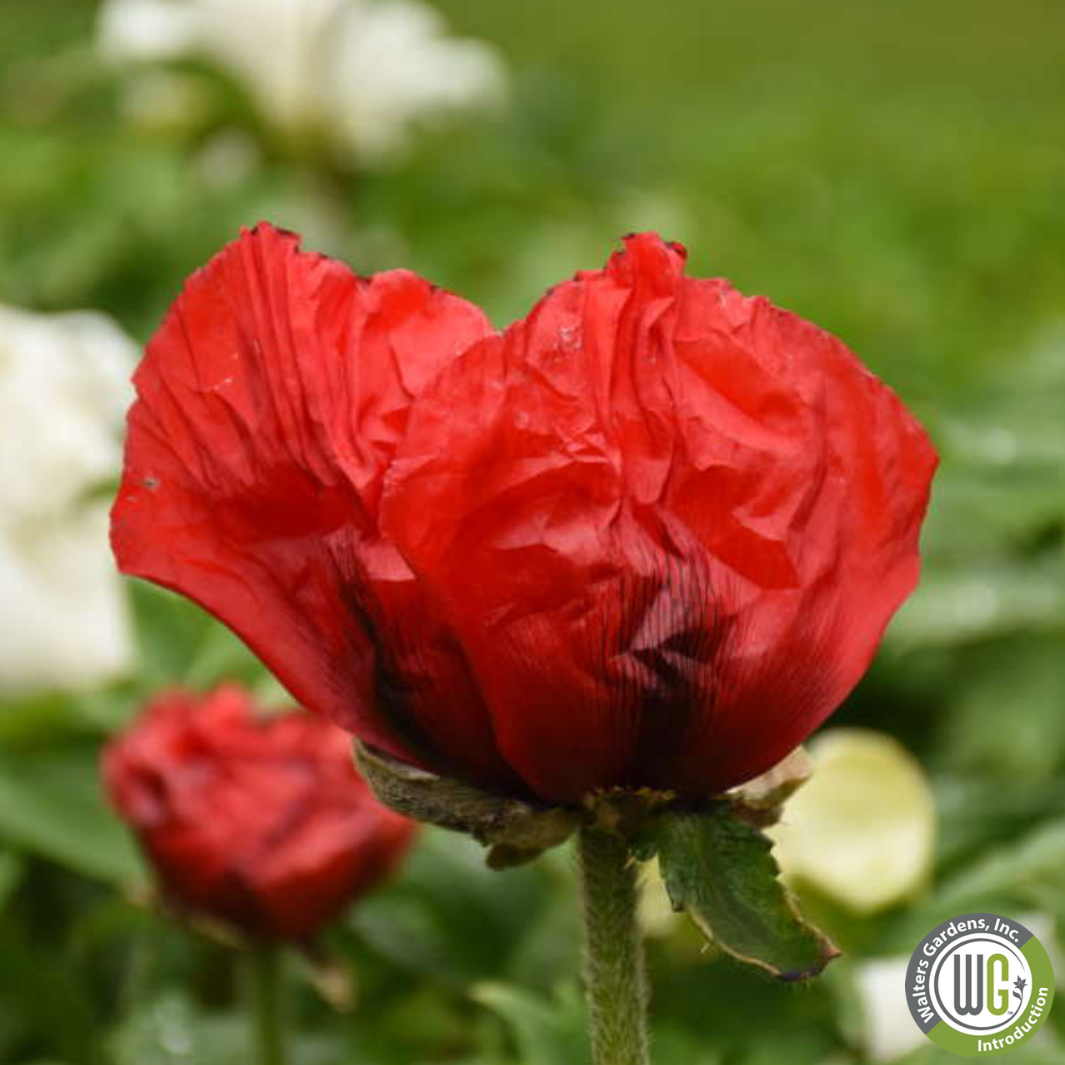 Plug - 'Beauty of Livermere' Oriental Poppy | Papaver orientale 'Beauty of Livermere'