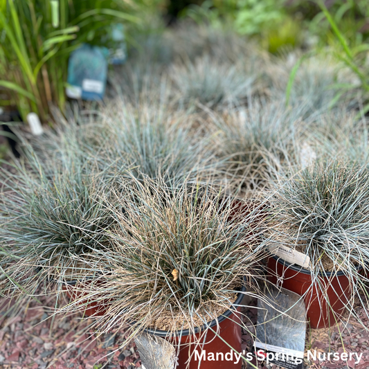 Elijah Blue Fescue Grass | Festuca glauca