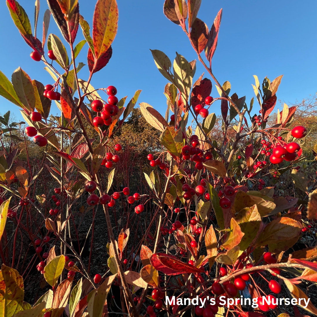 Brilliant Red Chokeberry | Aronia arbutifolia