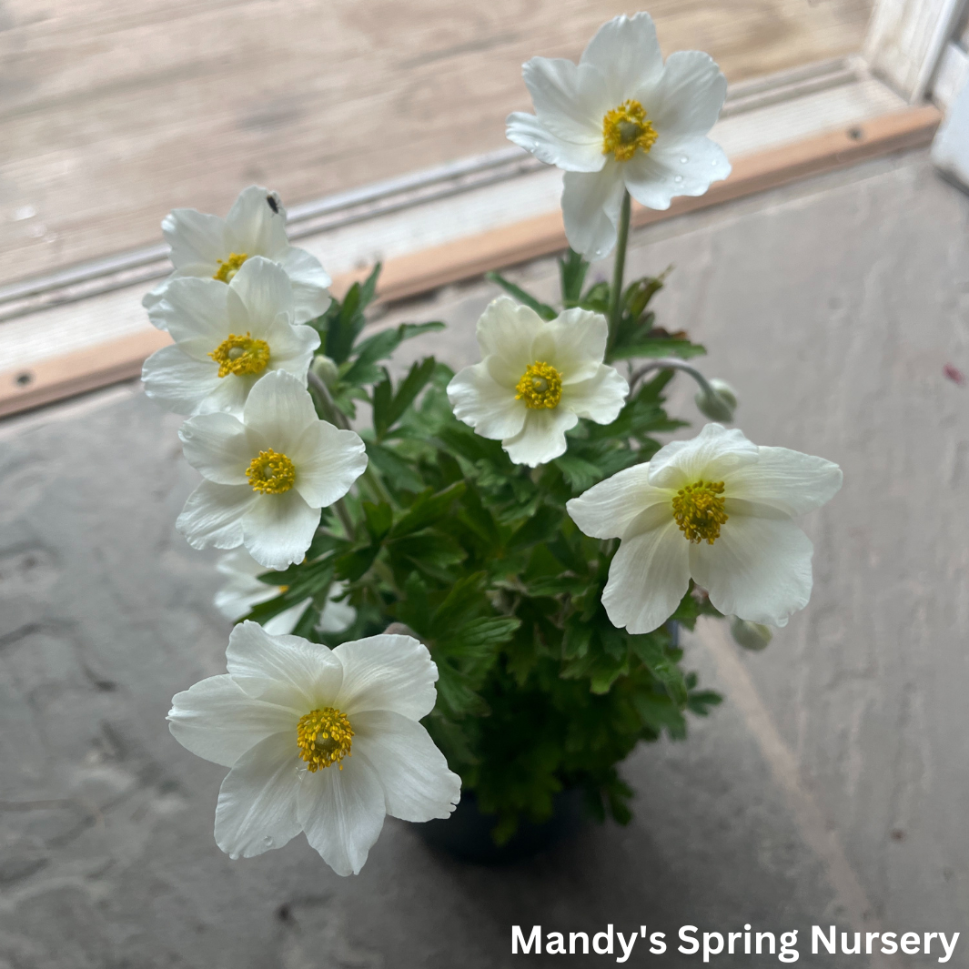 Snow Drop Anemone | Anemone Sylvestris