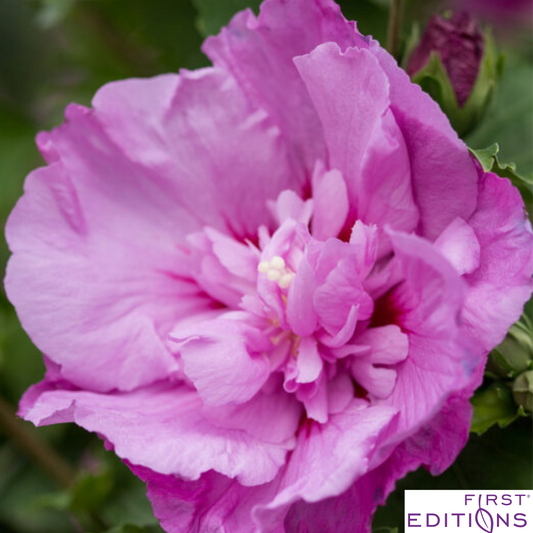 Tahiti Rose of Sharon | Hibiscus syriacus