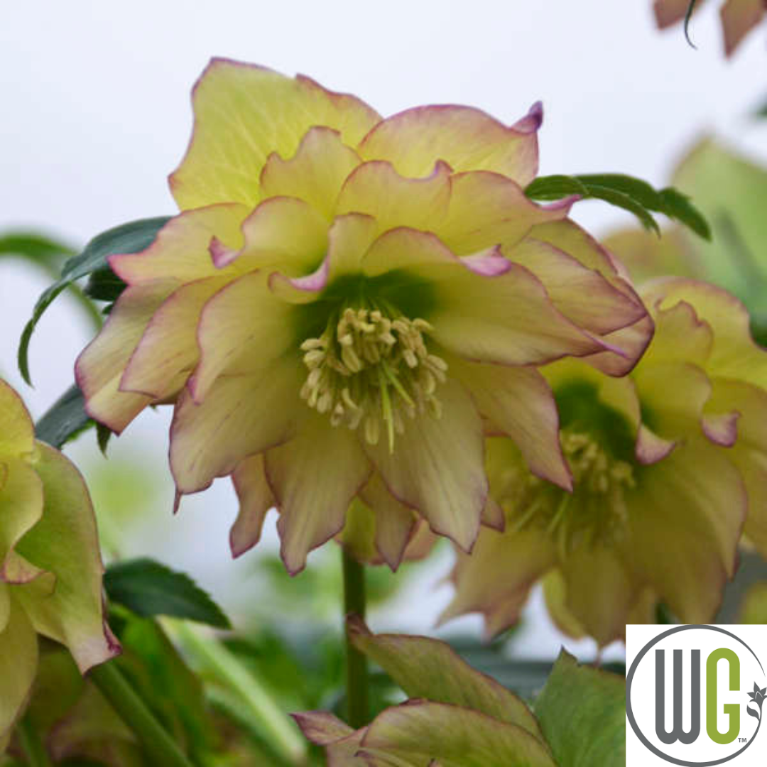 'First Dance' Lenten Rose | Helleborus