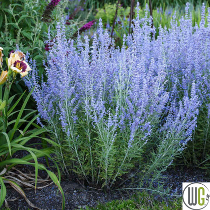 Russian Sage | Perovskia atriplicifolia