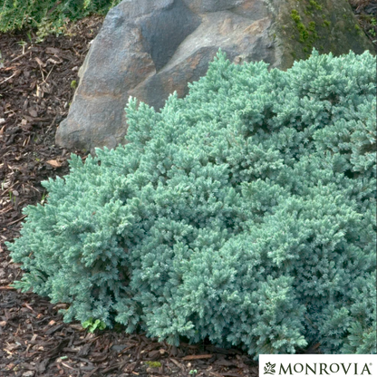 'Blue Star' Juniper | Juniperus squamata 'Blue Star'