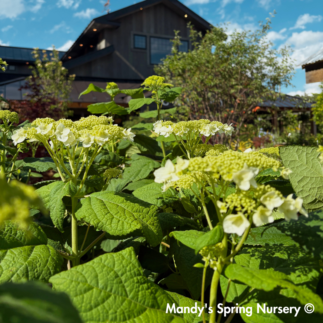 'Haas Halo' Hydrangea | Hydrangea Arborescens