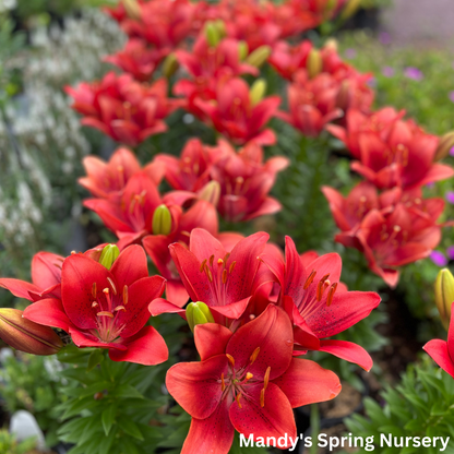 longiflorum asiatic hybrid lily Summer Scarlet®' LA Hybrid Asiatic Lily