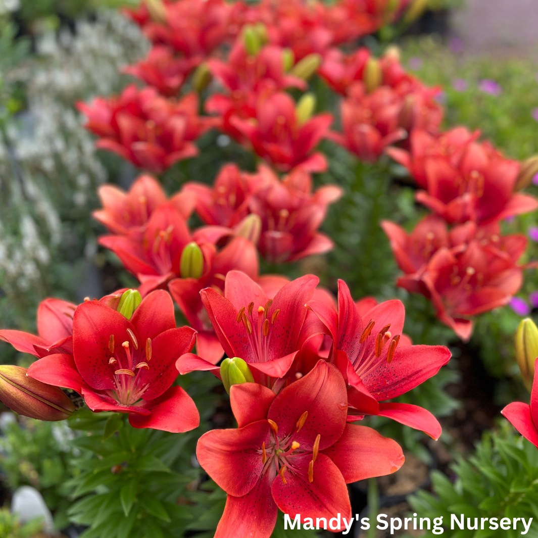 'Summer Scarlet®' LA Hybrid Asiatic Lily