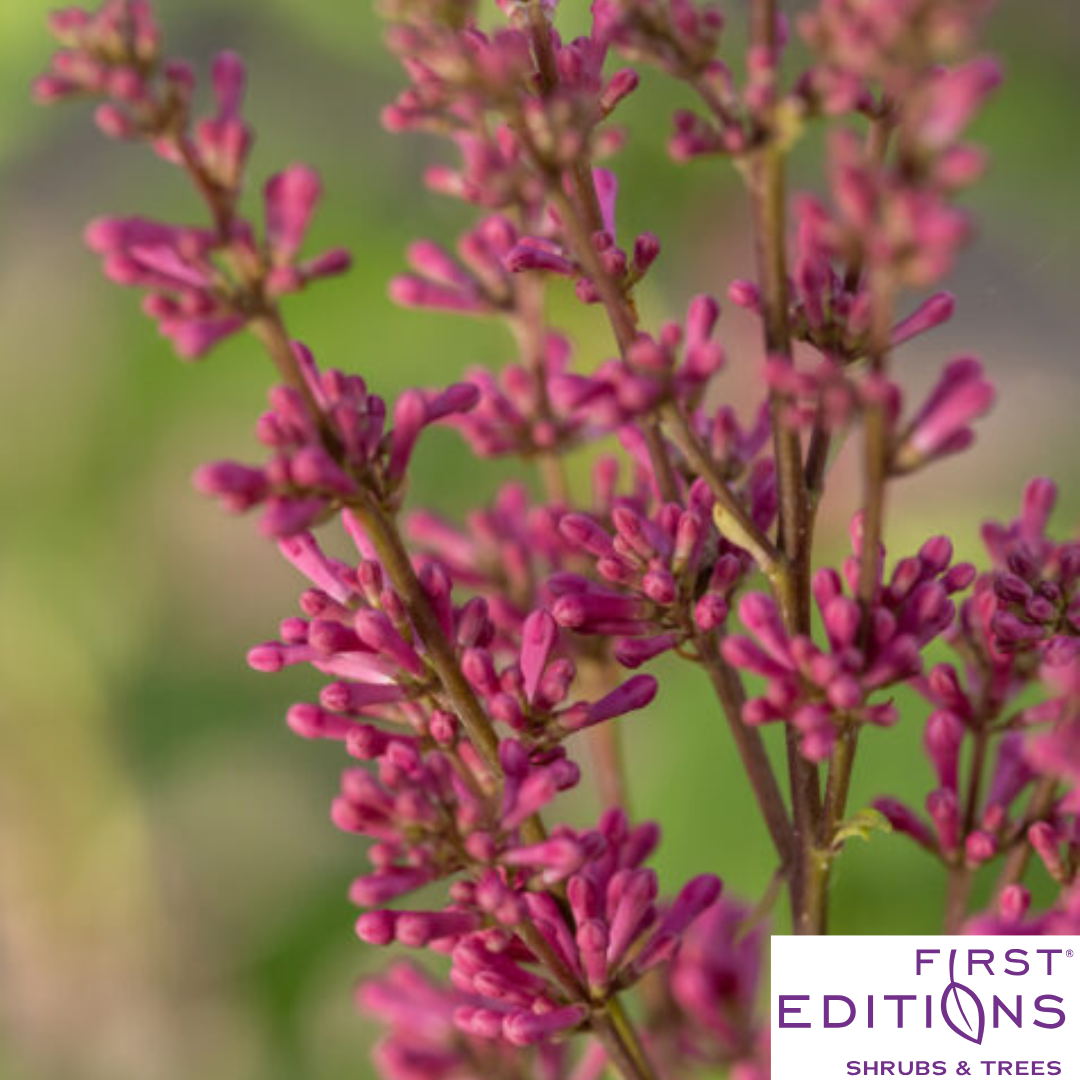 Pinktini™ Lilac | Syringa x prestoniae 'Jeftini'