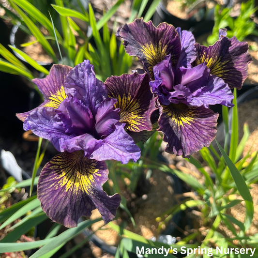 'Purring Tiger' Siberian Iris | Iris sibirica 'Purring Tiger'
