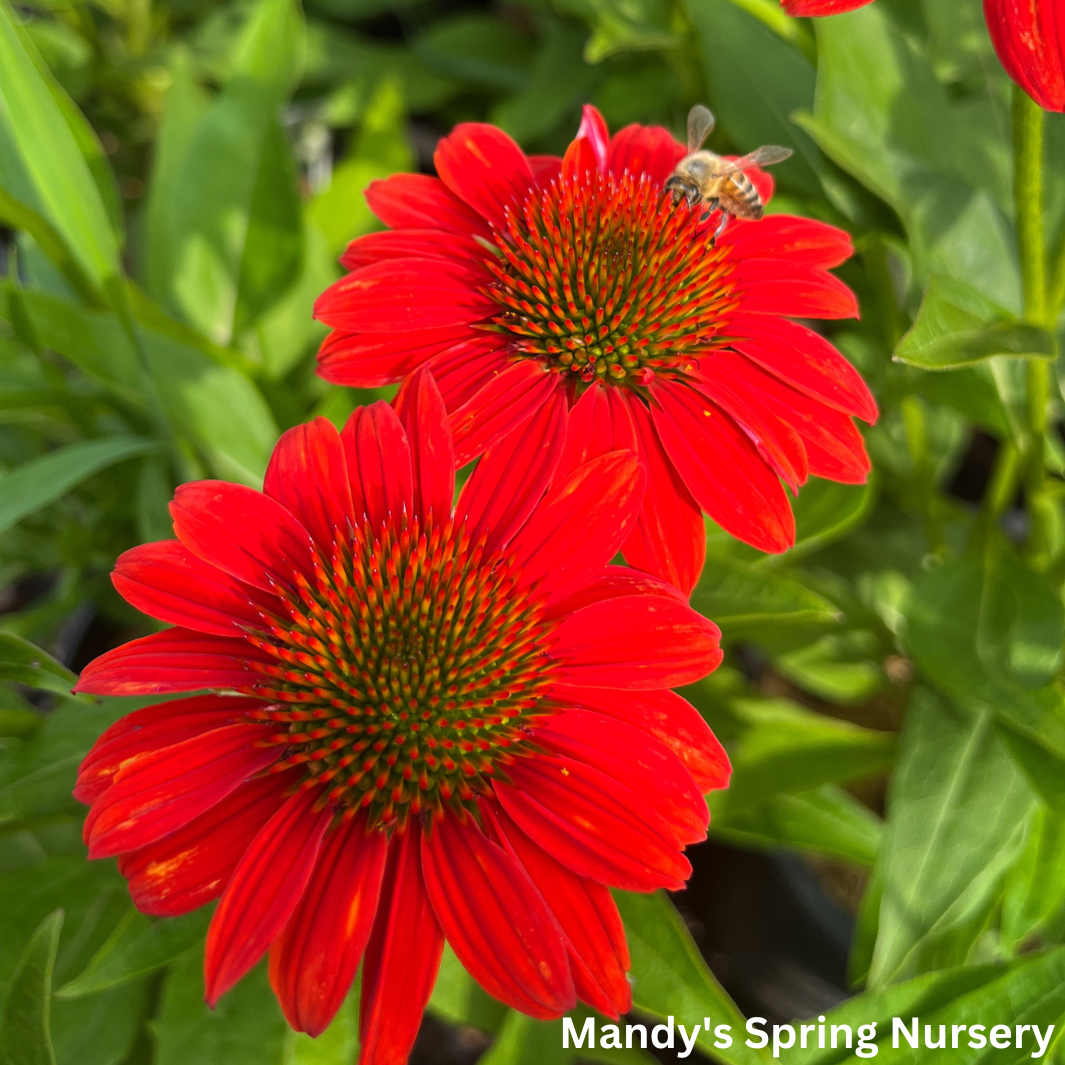 'Sombrero® Fiesta Orange' Coneflower | Echinacea x hybrida