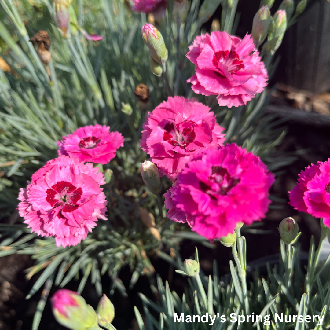 'Cute as a Button' Dianthus