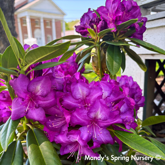 'Purple Passion' Rhododendron | Rhododendron 'Purple Passion'