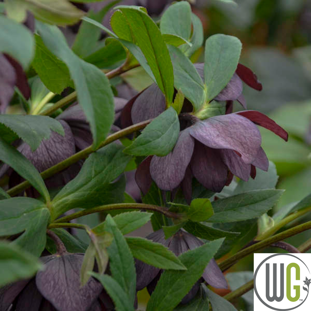 'Dashing Groomsmen' Lenten Rose | Hellebore