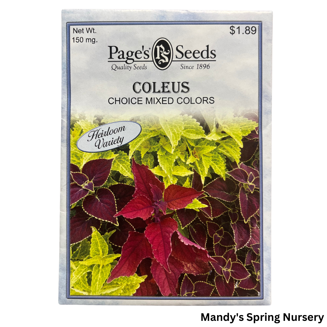 Coleus, Choice Mix Colors