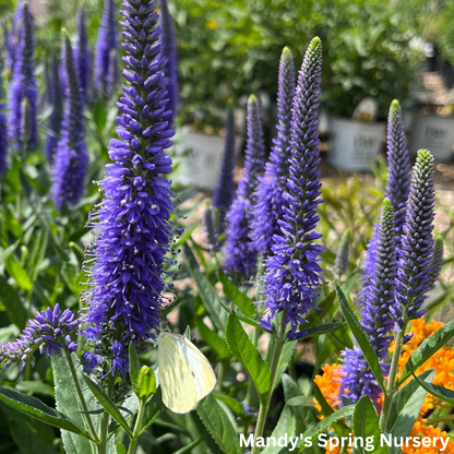 'Skyward™ Blue' Speedwell | Veronica longifolia 'Skyward™ Blue'