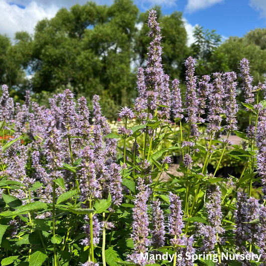 Blue Fortune Anise Hyssop | Agastache