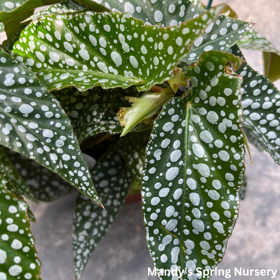 Double Dot Begonia | Begonia Maculata