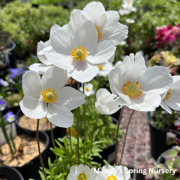 Snow Drop Anemone | Anemone Sylvestris – Mandy Spring Farm Nursery