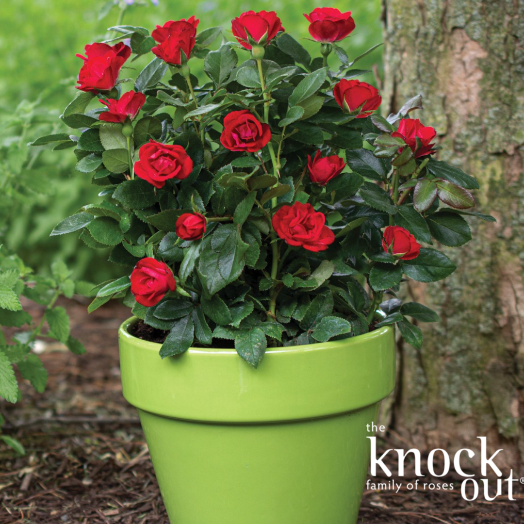 Petite Knock Out Rose | Rosa 'Petite Knock Out'