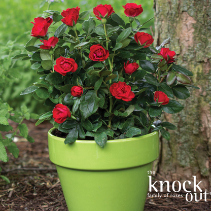 Petite Knock Out Rose | Rosa 'Petite Knock Out'