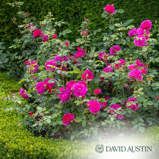 Gabriel Oak Rose | Rosa
