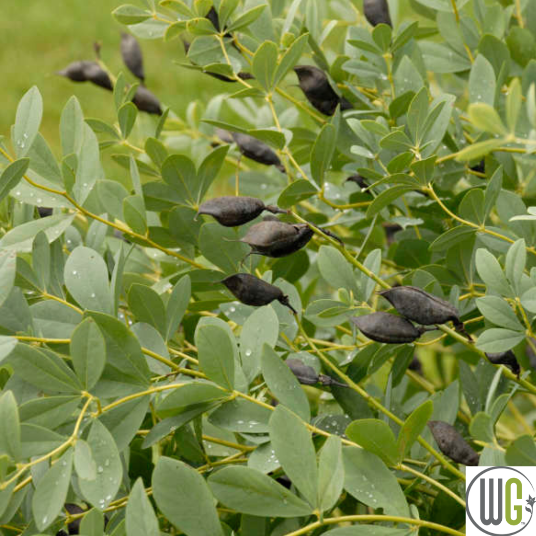 False Indigo | Baptisia australis