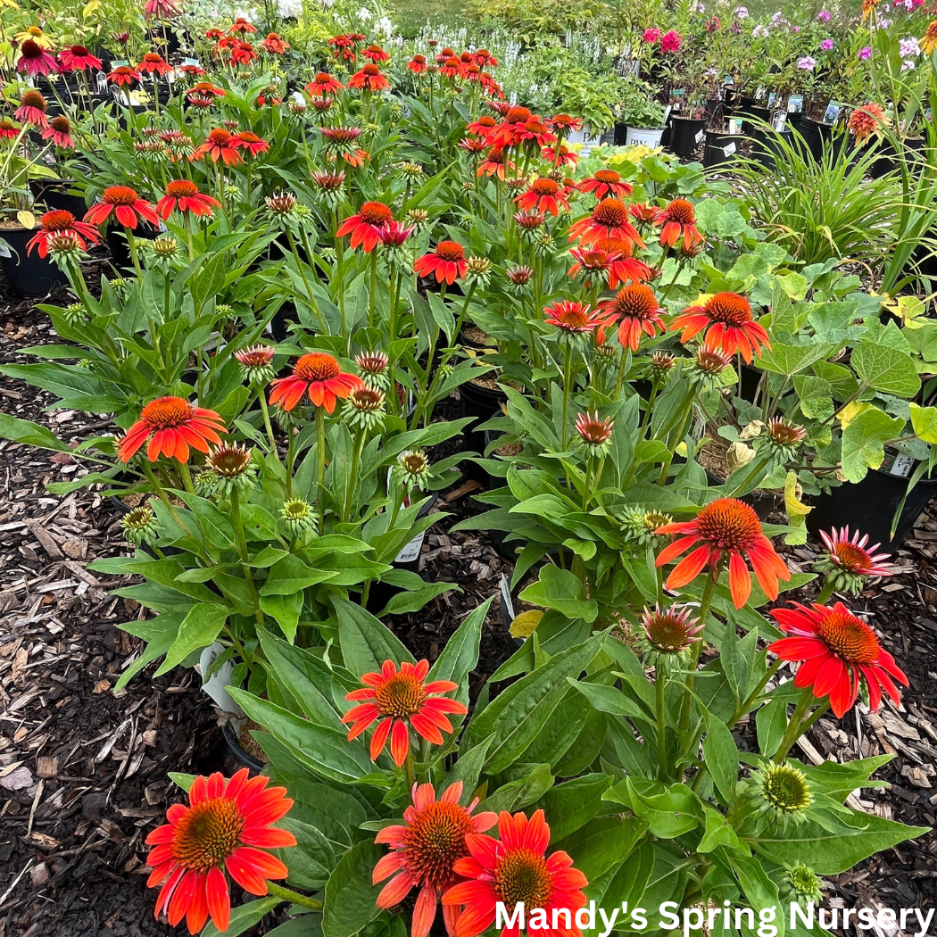 'Sombrero® Fiesta Orange' Coneflower | Echinacea x hybrida