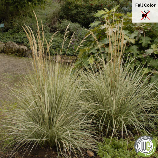 'Overdam' Variegated Feather Reed Grass | Calamagrostis acutiflora 'Overdam'