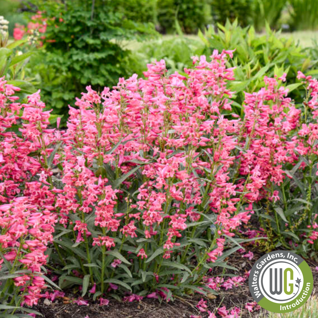 'Pink Pearls' Beardtongue | Penstemon