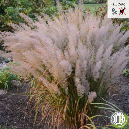 Plug - Korean Feather Reed Grass | Calamagrostis brachytricha