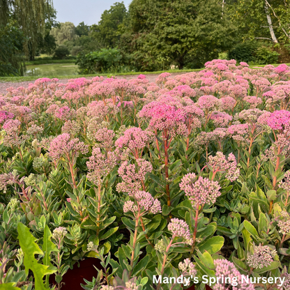 Carl Stonecrop | Sedum