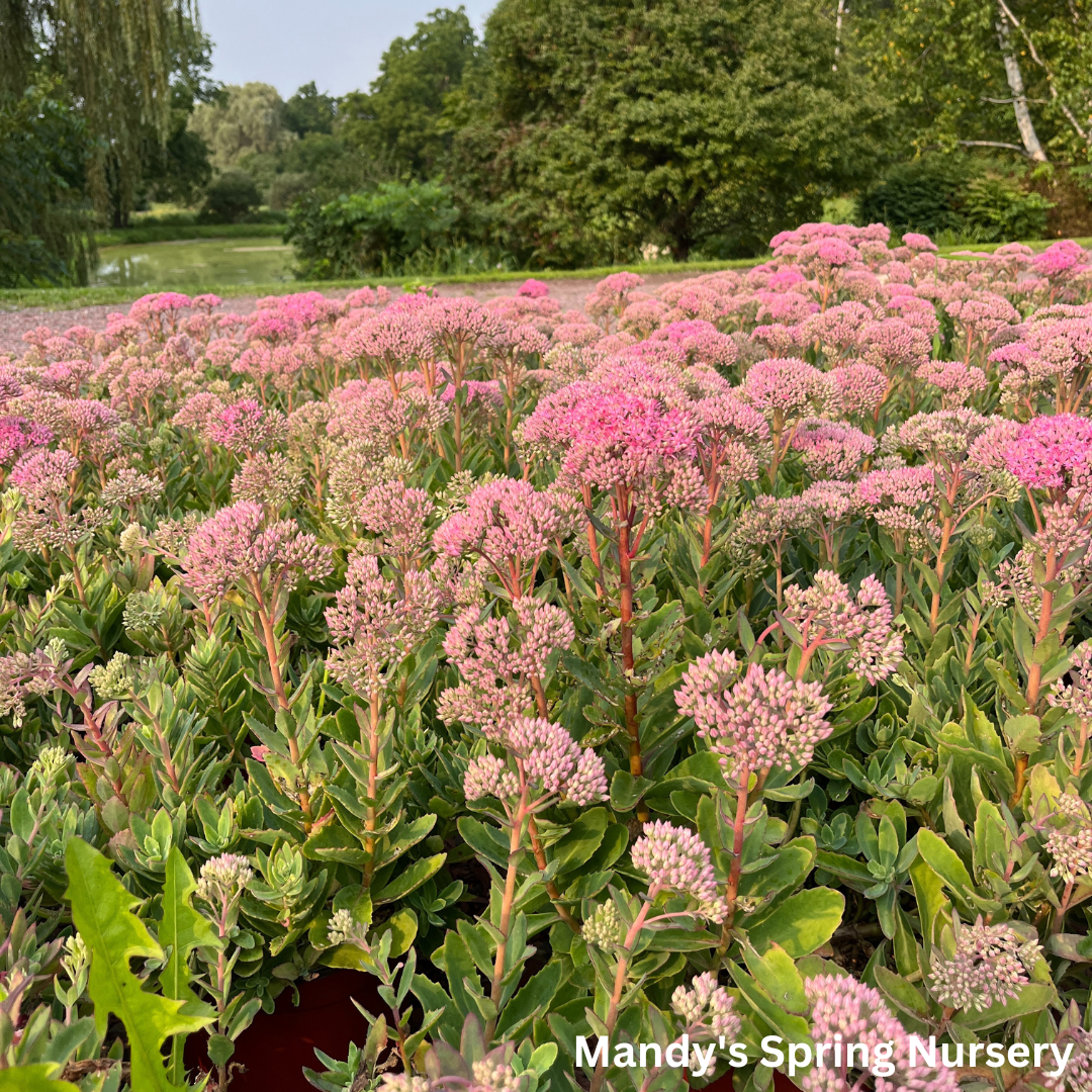 Carl Stonecrop | Sedum