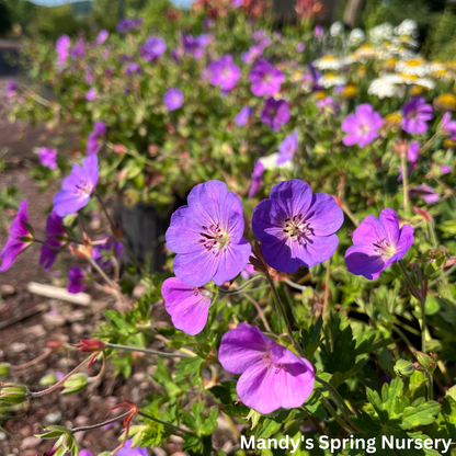 'Rozanne' Geranium / Cranesbill