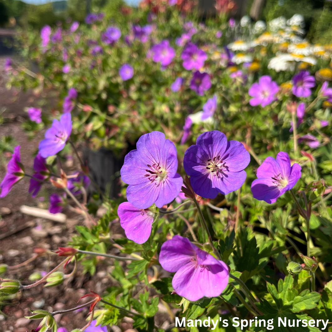 'Rozanne' Geranium / Cranesbill