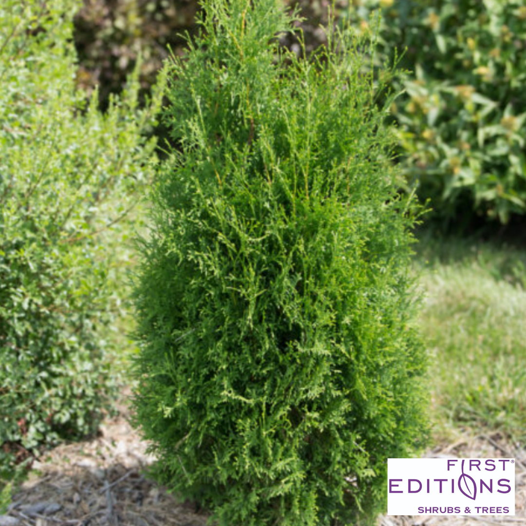 Tall Guy® Arborvitae | Thuja occidentalis