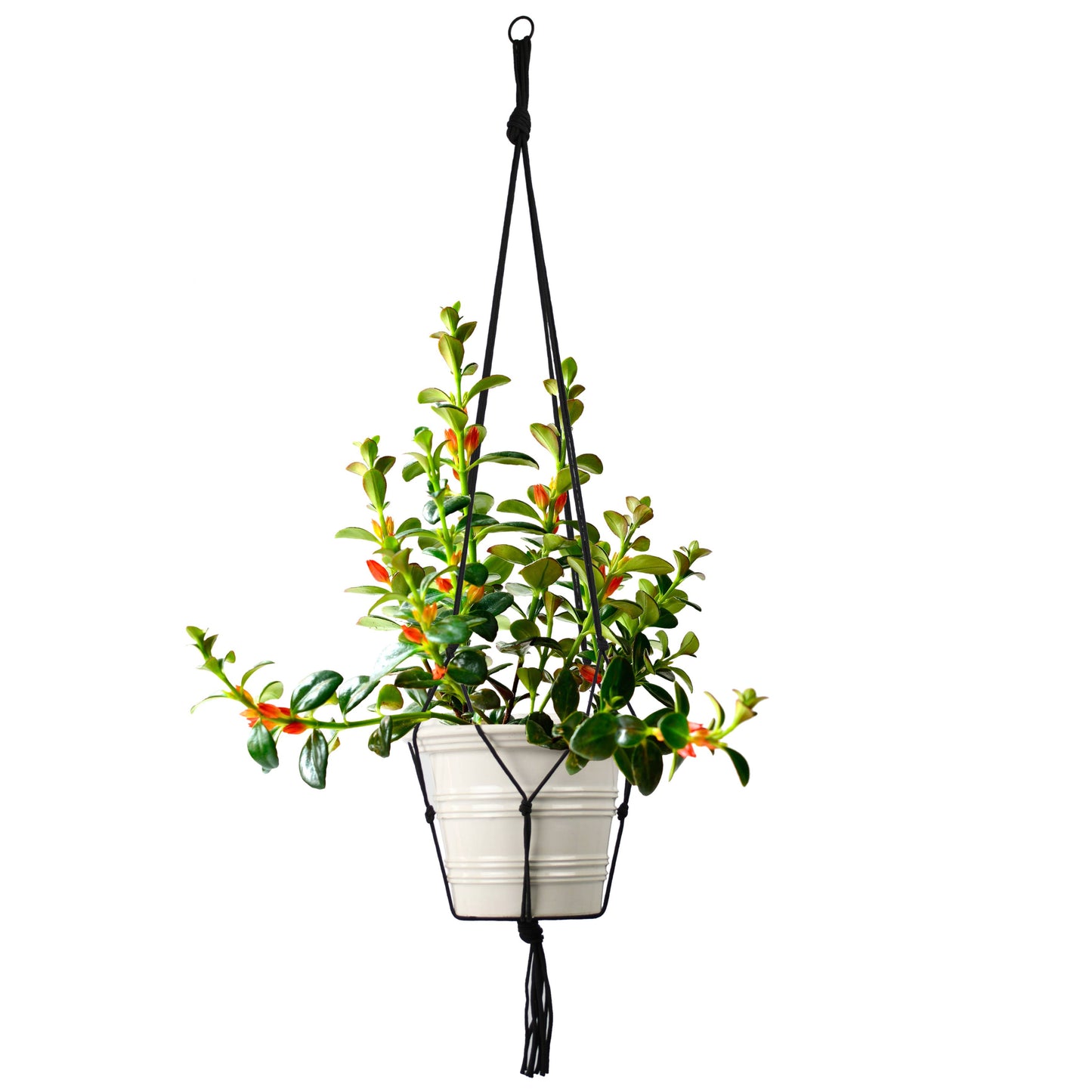 Plant Hanger Rope Black