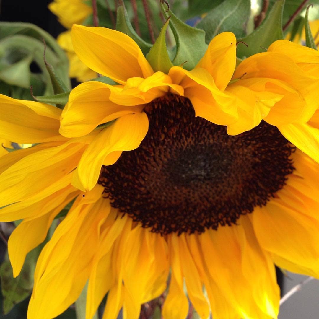 Garden Sprinkles - Grow Love Sunflower