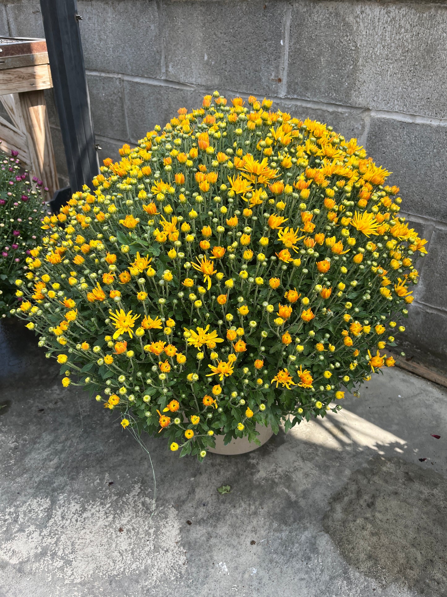 Assorted Fall Mums & Kale